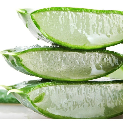 1 Muda De Babosa Aloe Vera Barbadensis Miller 40cm Com Vaso