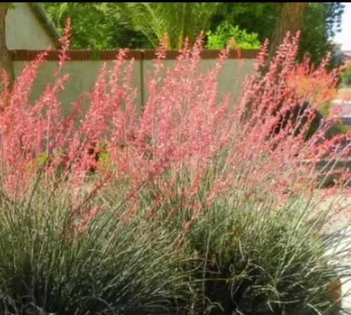 Hesperaloe Parviflora, Yucca Roja, 10 Semillas, Mp