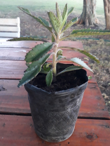 Kalanchoe Daigremontiana , El Aranto Prodigioso, Organico
