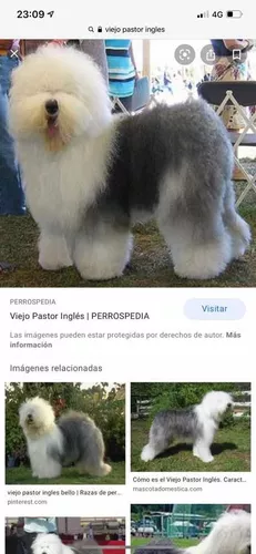 Cachorros Viejo Pastor Ingles Machos y Hembras – ❤️ZooMercado❤️