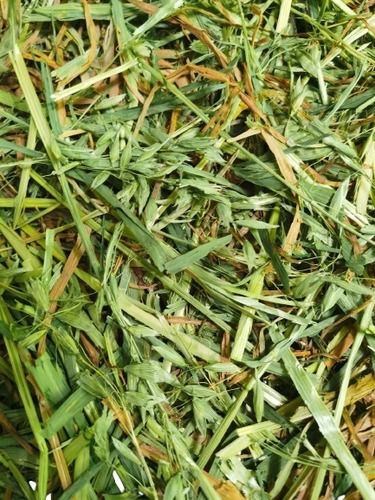 10kg De Heno De Avena 100% Orgánica
