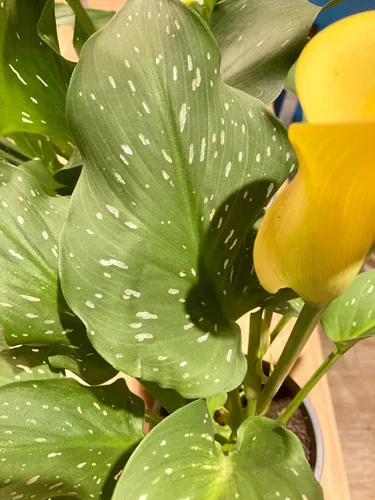 Planta Cala/lirio De Agua Amarilla 50cm