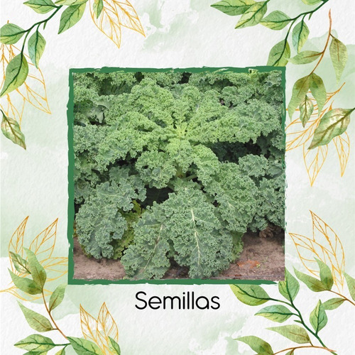 50 Semillas Kale Orgánica En Maceta O Huerta 