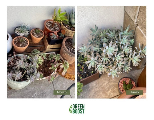Imagen 8 de 10 de Green Boost Fertilizante Orgánico Líquido 1 Litro