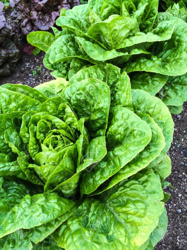 Semillas De Lechuga Verde  Mantecosa  Huerta Manque