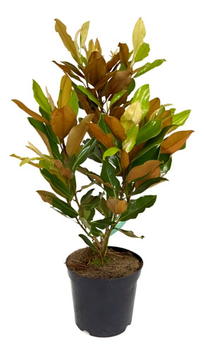Planta Magnolia Merrill
