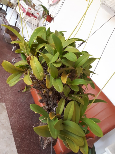 Orquidea Mata Onc. Bifolium Exotica Orquideas | MercadoLibre