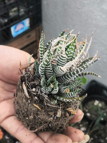 Hawortia Zebra En Colonia (planta Madre Con Hijuelos)