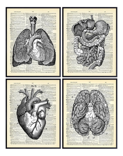 Corazón, Pulmones, Cerebro, Intestino Anatomía De Ór...