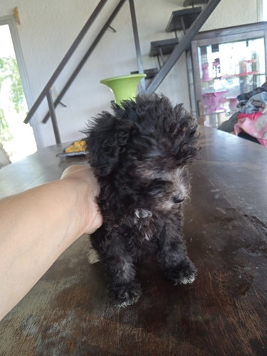 Imagen 6 de 6 de Hembra Caniche Entrega 25 De Noviembre