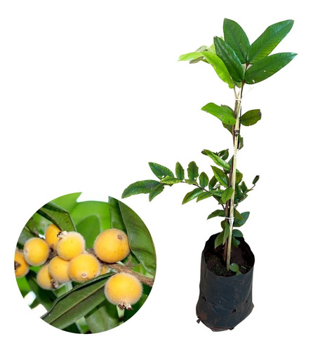 Muda De Cabeludinha Amarela - Produz Rápido