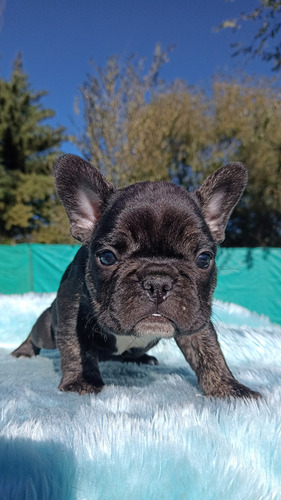 Bulldog Francés Macho Black Trindle Black Trindle