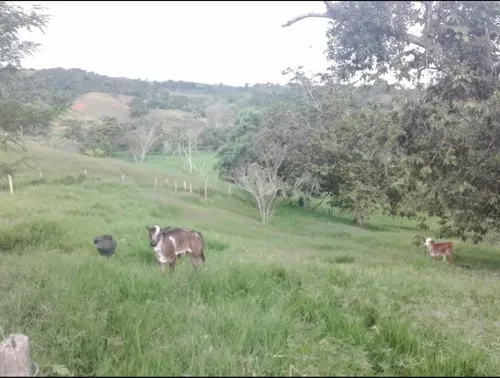 Vendo Finca Ganadera En Restrepo Valle