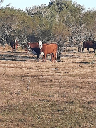 Imagen 7 de 12 de Campo - Costa Del Uruguay