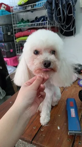 Guau Guau: Cursos De Peluquería Canina 12 Clases