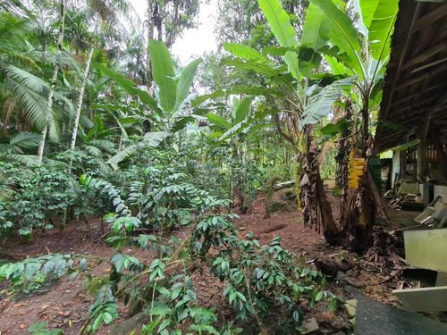 Imagem 5 de 13 de Belíssimo Sítio Localizado Em Pomerode, Bairro Ribeirão Souto, Com Área De 49.000 Metros Quadrados, Nascente De Água Dentro Do Terreno, Casa De Madeira, Galpão, Rancho Para Gado, Totalmente Cercad