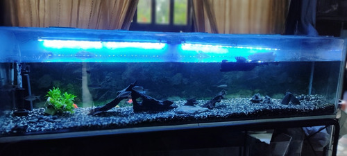 Hermoso Acuario Precio Negociable - L a $750000