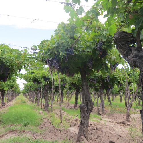 Imagen 8 de 10 de Vendo Finca 10 Ha - Viñedos De Excelente Produccion En Atuel Norte-san Rafael