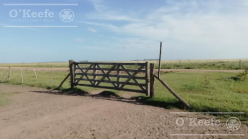 Imagen 3 de 21 de Dolores, 100 Has En Venta. Campo Ganadero Para Armar.