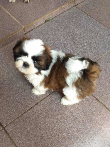 Filhote De Shihtzu Chocolate Com Branco 