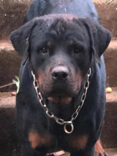 Filhotes De Rottweiler