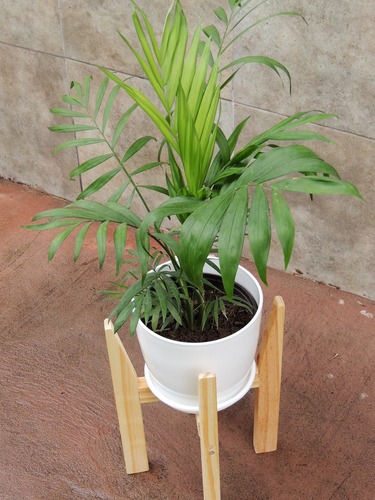 Plantas Inerior Palmera Pie30cm Maceta Premium Plato
