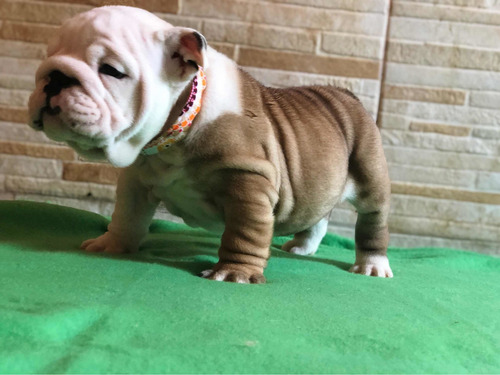 Imagen 2 de 10 de Cachorros Bulldog Inglés Con Pedigri Kcu