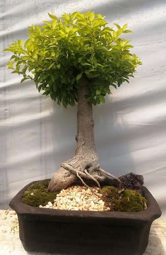 Arbolito Bonsai Duranta Natural