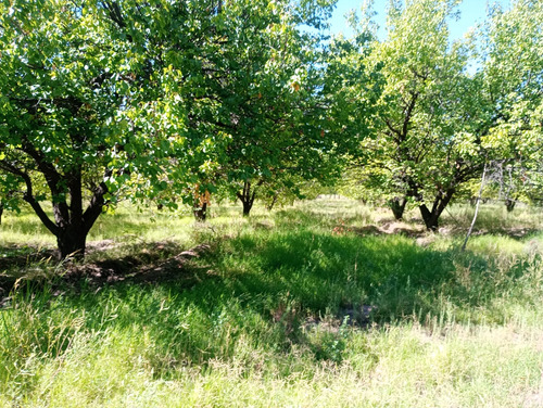 Finca 3 Hectáreas Con Arboledas Y Producción De Frutales