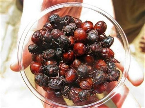 Hormigas Culonas 20gr - Unidad a $80