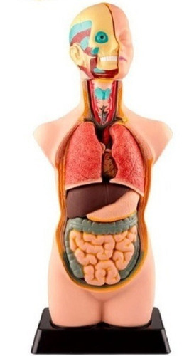 Modelo De Anatomía Humana 11 Piezas | Cuotas sin interés