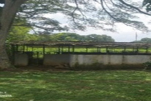 Imagen 4 de 12 de Aa Asein1731 Vende Excelente Finca En El Sector Las Manzanita En Tinaquillo Edo. Cojedes.