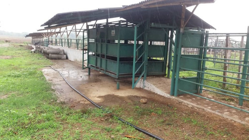 Imagen 5 de 8 de Finca En Barinas, San Rafael De Canagua, Mun. Pedraza En Venta