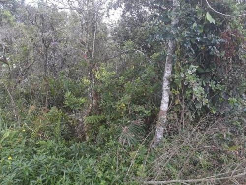 Imagem 1 de 4 de Terreno No Litoral Com 260 M², Em Itanhaém Ter032-pc