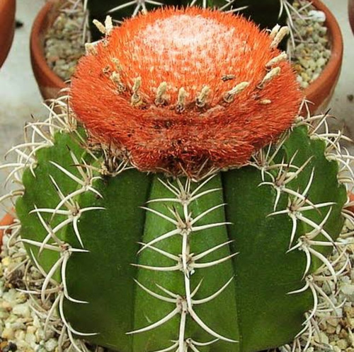 40 Semillas De Melocactus Matanzanus 