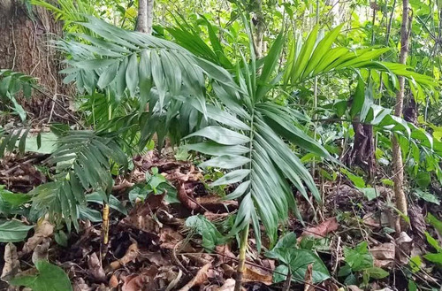 20 Semillas De Palma Chamaedorea Elegans