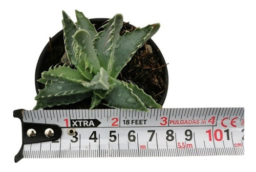 Faucaria Tigrina Set 6 Pzas