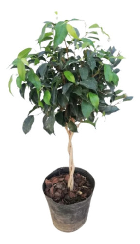 Planta Ficus Trenzado Arbolito Topiario 