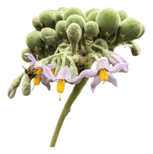 Fumo Bravo Solanum Granuloso-leprosum Árbol Nativo