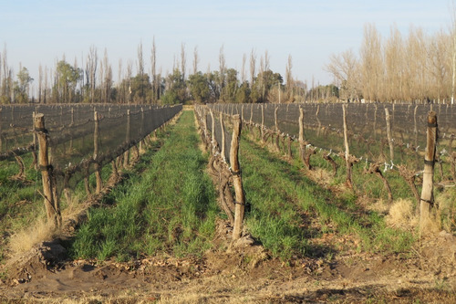 Imagen 6 de 12 de Vendo Finca 25 Hectareas En Colonia Elena San Rafael Mendoza
