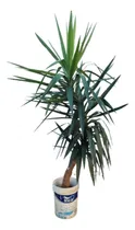 Comprar Palmeras Yuca, Estética Y Alturas Varias.