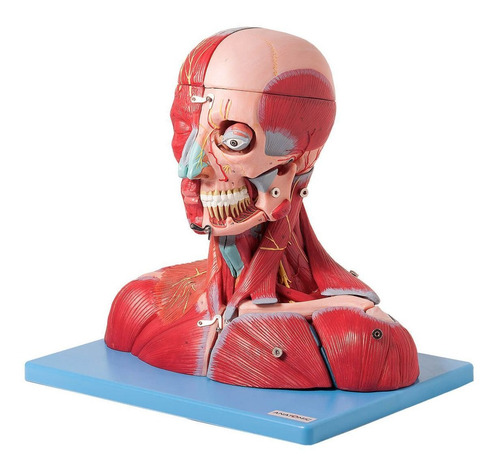 Cabeça E Pescoço Muscular Vasos Nervos Cérebro 19 Partes