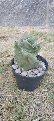 Stenocereus Pruinosus Spiralis, Pitayo, Nv