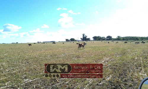 Venta Campo Florida 720 Has Agrícola Ganadero Completo