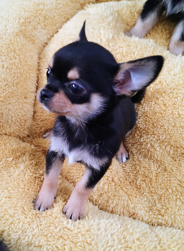 Chihuahua Macho Pelo Corto Pelo Largo Negro Y Fuego