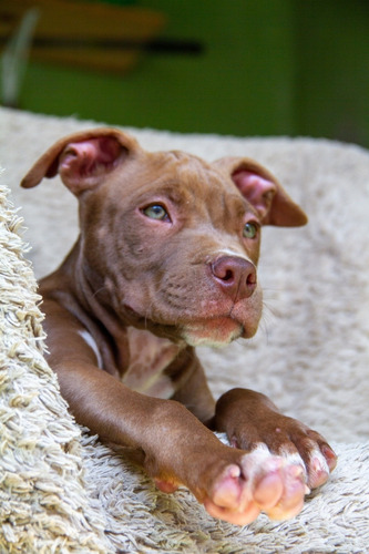 Filhote De American Pit Bull Terrier