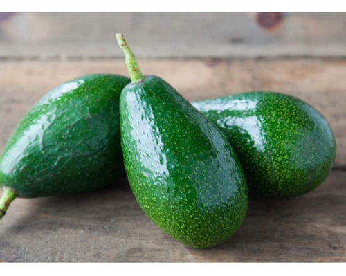 Aguacate Zutano
