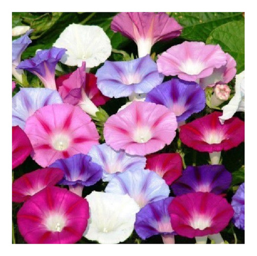 Ipomea Purpurea Mix De Colores -semillas 40 Imp.holanda