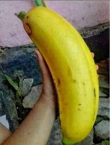 Plátano Gigante Un Hijo No Semilla Envíos A Todo México 