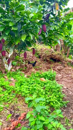 Finca Cacaotera Frutal Y Maderable / Esmeraldas-ecuador